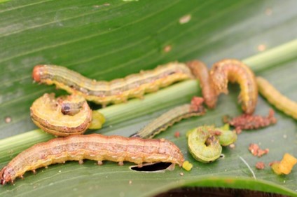 especies biológicas 